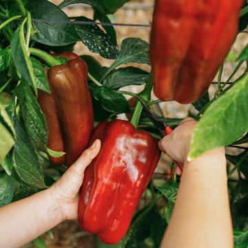 Poivron Lamuyo F1 rouge en plants GREFFES - Capsicum annuum