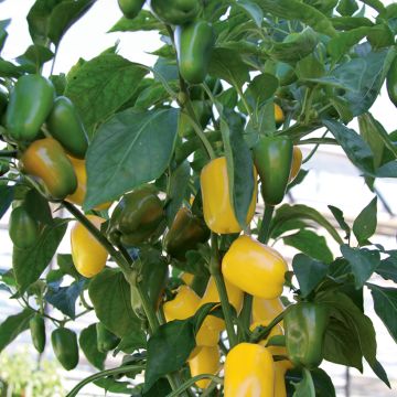 Poivron midi orange Snackor F1 en plants - Capsicum annuum