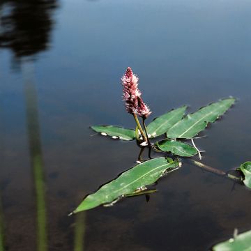 Oenanthe fistulosa Flamingo - Oenanthe panachée blanc rose