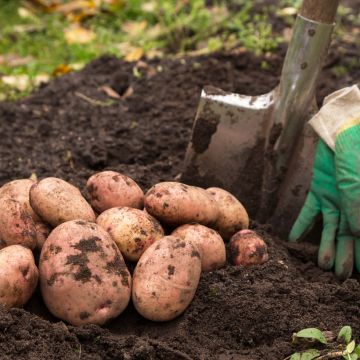 Pomme de terre Cheyenne  en plants