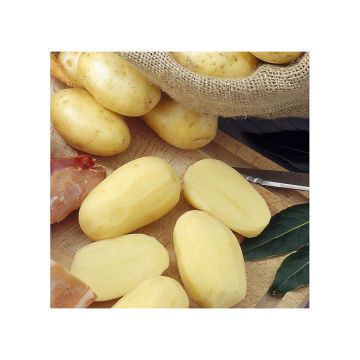 Pommes de terre Bernadette - Solanum tuberosum