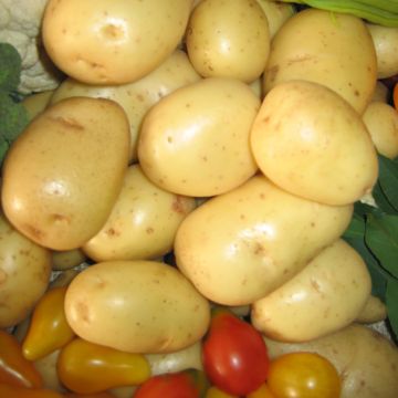 Pommes de terre Mona Lisa - Solanum tuberosum