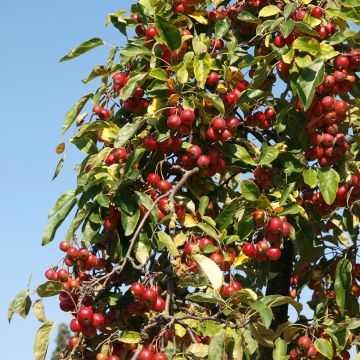 Malus sylvestris - Pommier sauvage