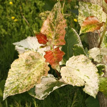 Peuplier d'Italie - Populus nigra Italica