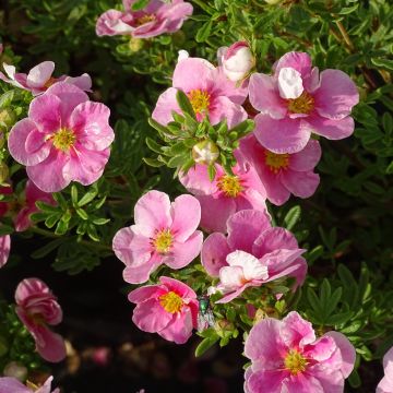 Potentille arbustive - Potentilla fruticosa Bella Bianca