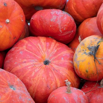 Potiron rouge vif d'Etampes - Cucurbita maxima