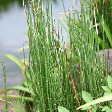 Prêle d'hiver - Equisetum hyemale (japonicum)
