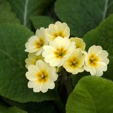 Primevère - Primula elatior Veristar Yellow