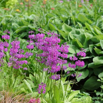 Primula beesiana - Primevère candélabre