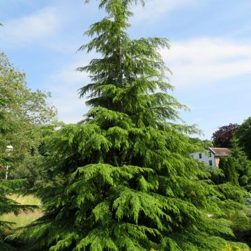 Pruche du Canada - Tsuga canadensis Nana