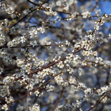 Prunellier - Prunus spinosa