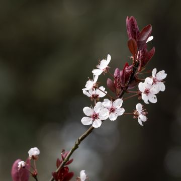 Prunier à fleurs - Prunus cerasifera Nigra