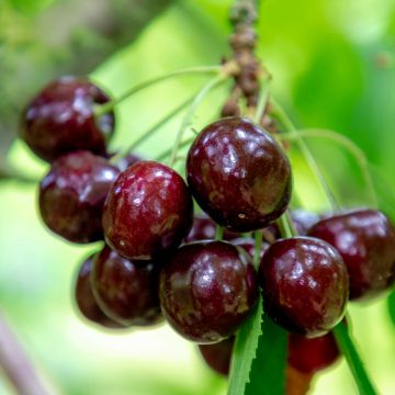 Cerisier Kordia - Prunus avium