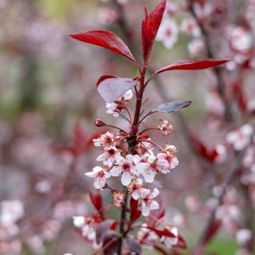 Prunus cistena - Prunier des sables