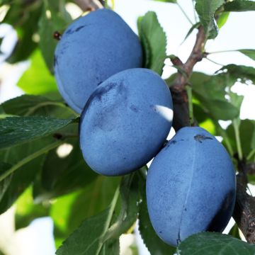 Prunier Prune d'Ente (Pruneau d'Agen) - Prunus Domestica