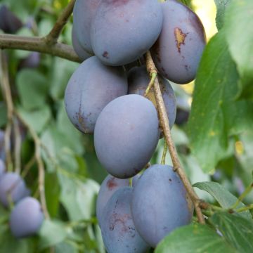 Prunier Prune d'Ente (Pruneau d'Agen) - Prunus Domestica