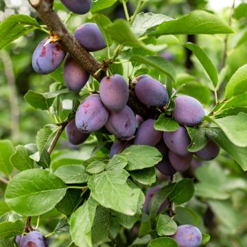 Prunier Prune d'Ente (Pruneau d'Agen) - Prunus Domestica