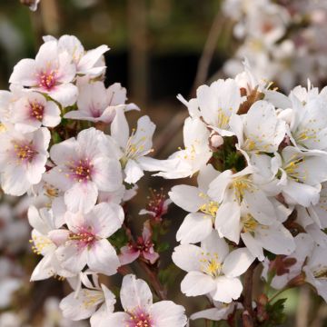 Cerisier à fleurs du Japon - Prunus incisa Arboretum Kórnik