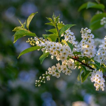 Prunus padus - Cerisier à grappes