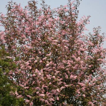 Prunus padus Colorata - Cerisier à grappes