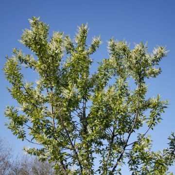 Prunus padus Nana - Cerisier à grappes nain