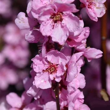 Pêcher à fleurs - Prunus persica Spring Glow