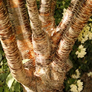 Prunus serrula - Cerisier du Tibet