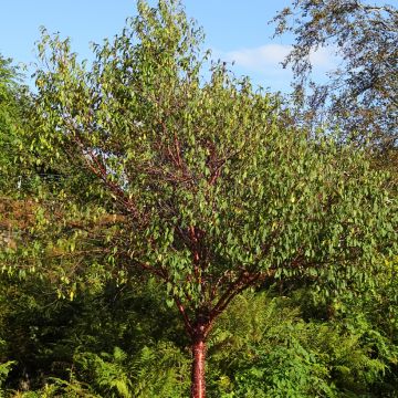 Prunus serrula - Cerisier du Tibet