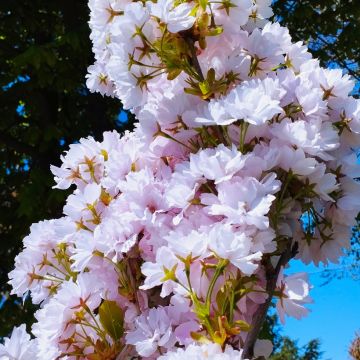 Prunus serrulata Amanogawa - Cerisier du Japon