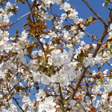 Cerisier à fleurs pleureur du Japon - Prunus serrulata Kiku-Shidare-Zakura