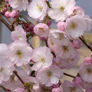 Cerisier à fleurs du Japon - Prunus x subhirtella Fukubana