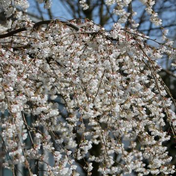 Cerisier à fleurs - Prunus yedoensis