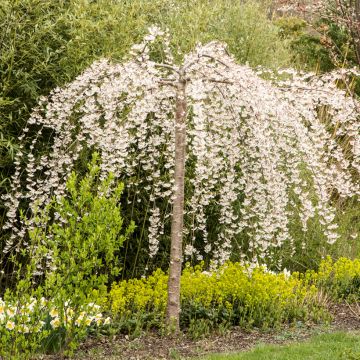 Cerisier à fleurs pleureur - Prunus yedoensis Ivensii