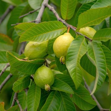 Acca sellowiana Cooolidge  - Feijoa autofertile