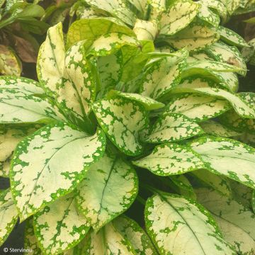 Pulmonaria Apple Frost - Pulmonaire hybride panachée