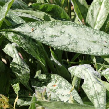Pulmonaire longifolia Cevennensis - Pulmonaire à longues feuilles