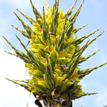 Puya chilensis - Chagual