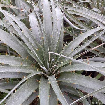 Puya assurgens 