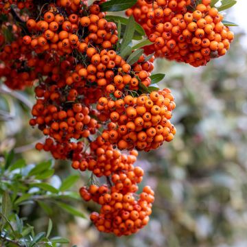 Pyracantha SAPHYR Orange - Buisson ardent