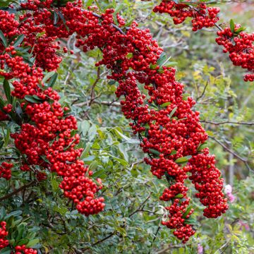 Pyracantha SAPHYR Rouge - Buisson ardent