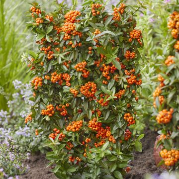 Pyracantha coccinea Orange Star - Buisson ardent