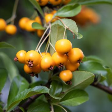 Pyracantha coccinea Saphyr Jaune - Buisson ardent  