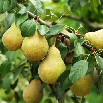 Poirier Beurre d’Amanlis - Pyrus communis