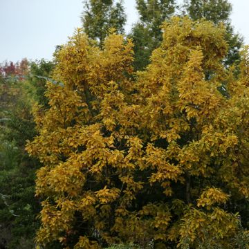 Quercus cerris - Chêne chevelu ou Chêne lombard