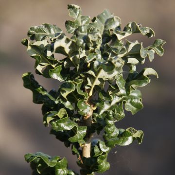Chêne chevelu ou chêne lombard Curly Head - Quercus cerris 