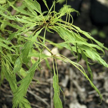 Chêne rouvre - Quercus petraea