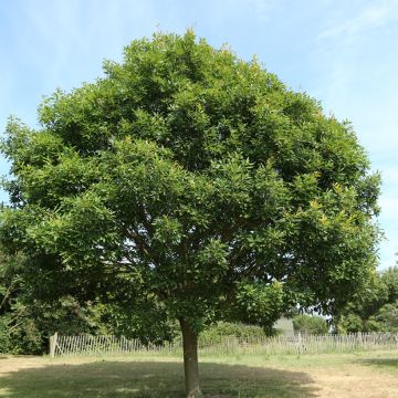 Chêne rouvre - Quercus petraea