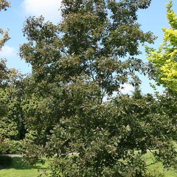 Quercus petraea Purpurea - Chêne rouvre pourpre