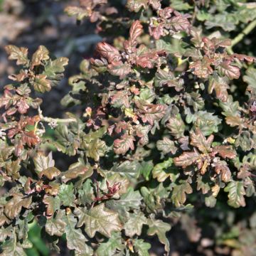 Chêne pourpre - Quercus robur Purpurascens