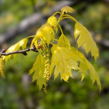 Quercus rubra Aurea - Chêne rouge d'Amérique doré